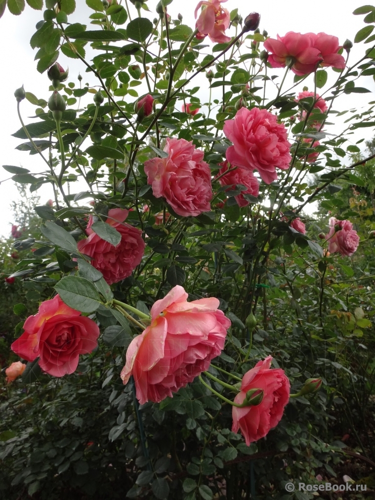 Pink Lady of Shalott