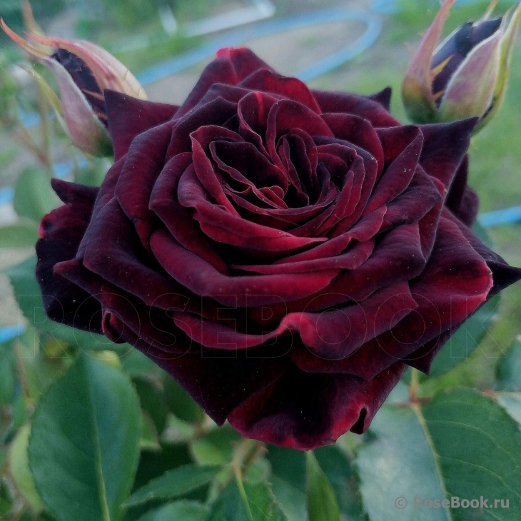 Black Baccara