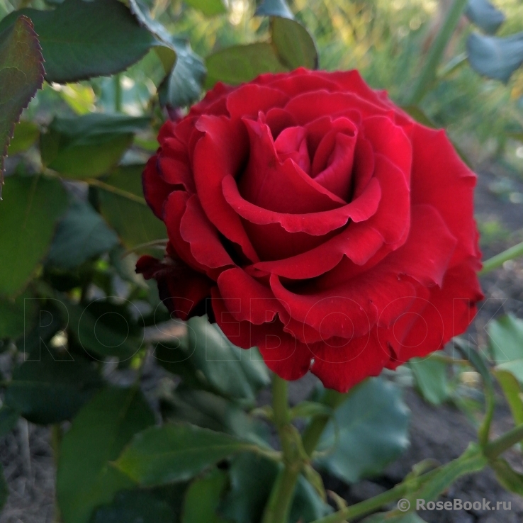 Lovely Red