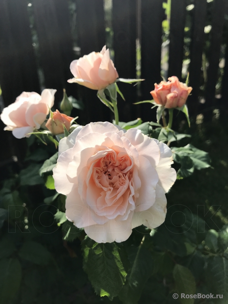 Rose de Tolbiac ®