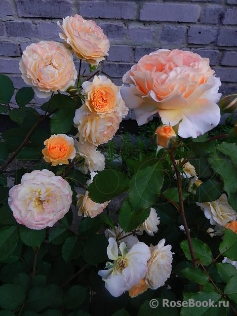 Rose de Gerberoy ®