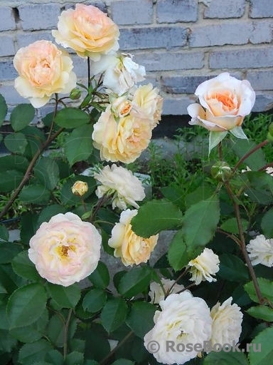 Rose de Gerberoy ®