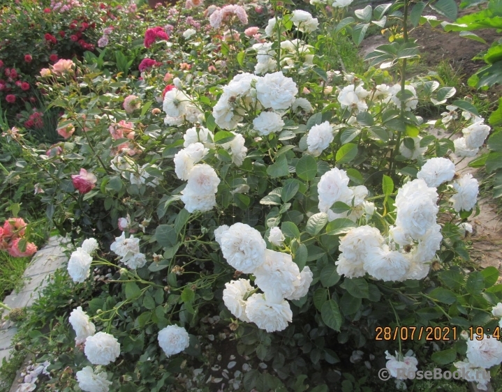 Great North Eastern Rose 