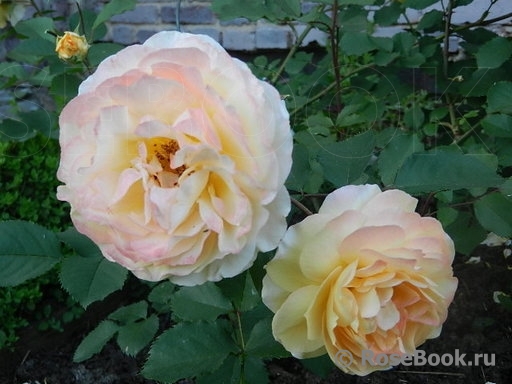 Rose de Gerberoy ®