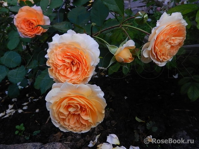 Rose de Gerberoy ®