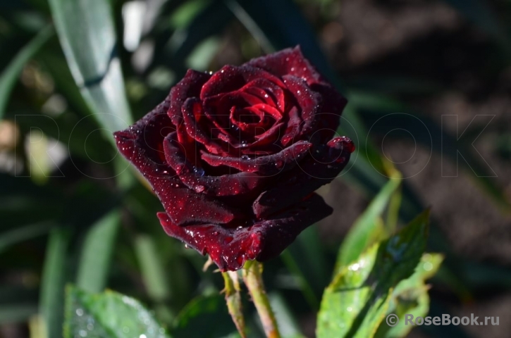 Black Baccara