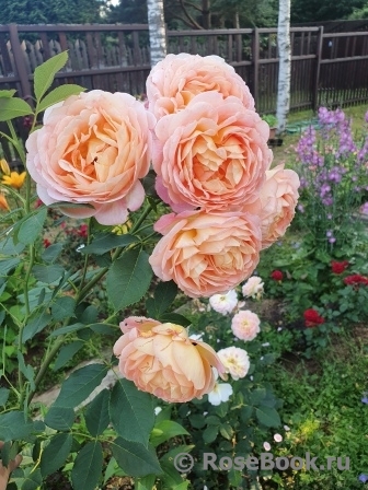 Lady of Shalott 