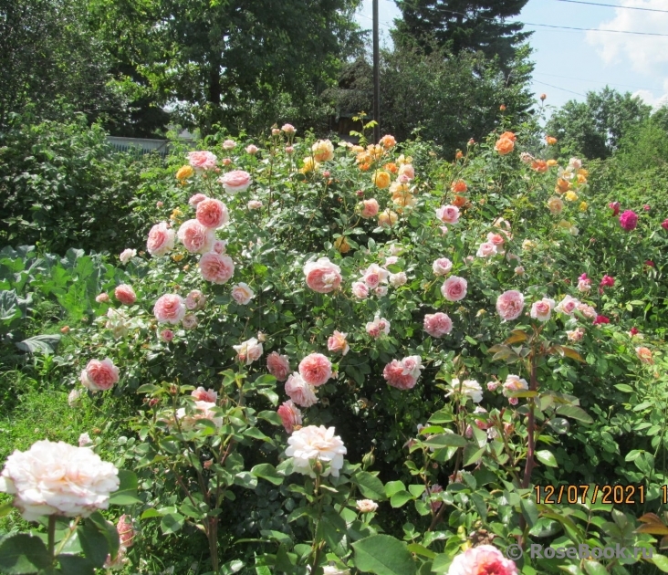 Abraham Darby