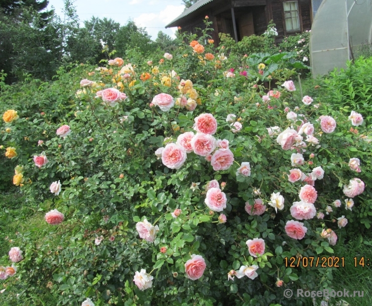 Abraham Darby