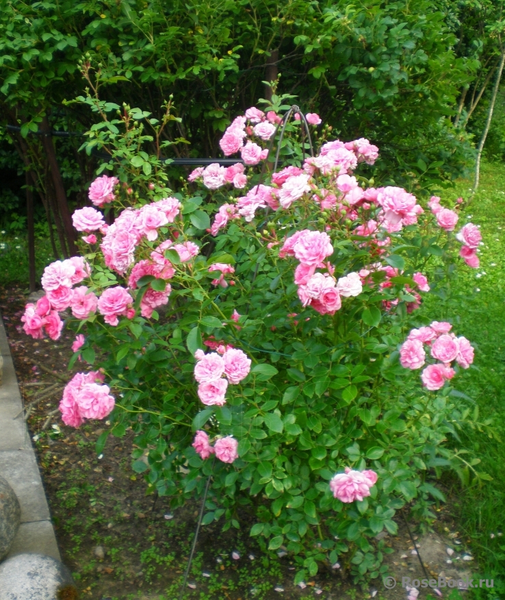 Coral Border