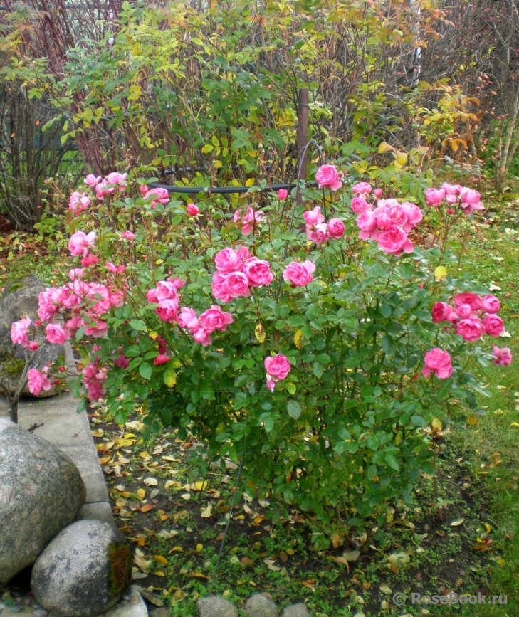 Coral Border