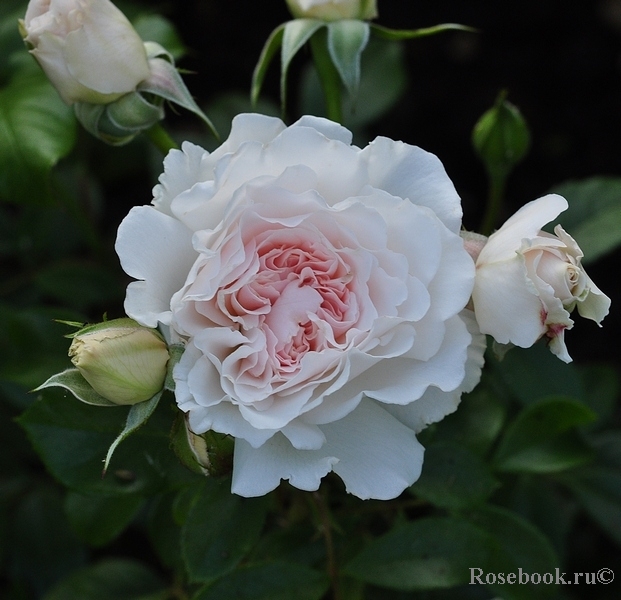 Great North Eastern Rose 