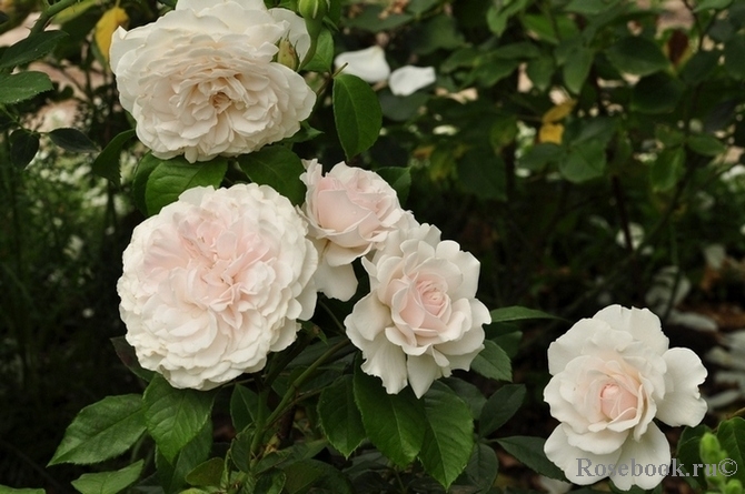 Great North Eastern Rose 