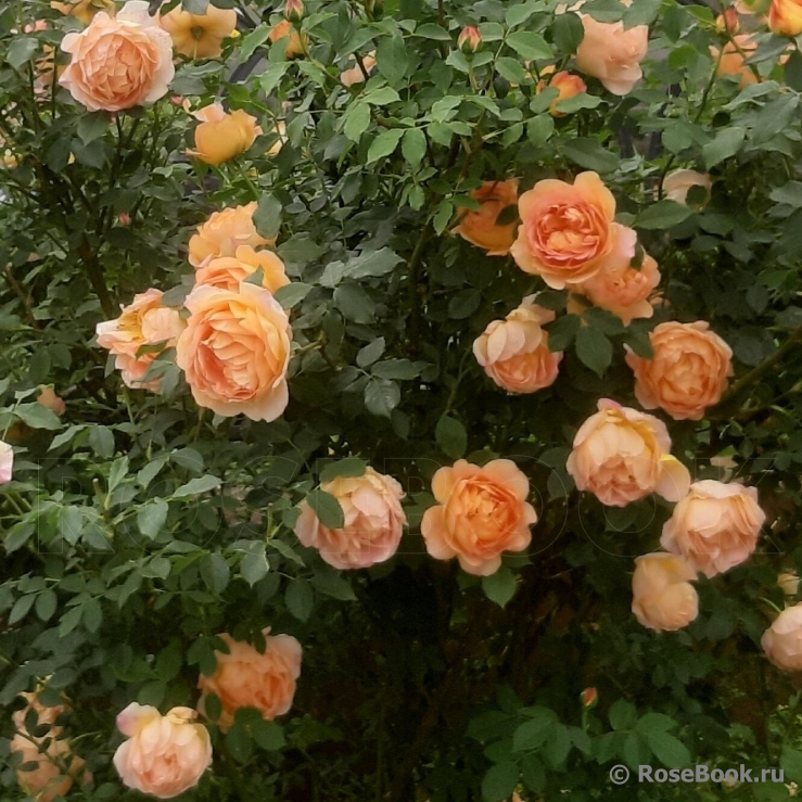 Lady of Shalott 