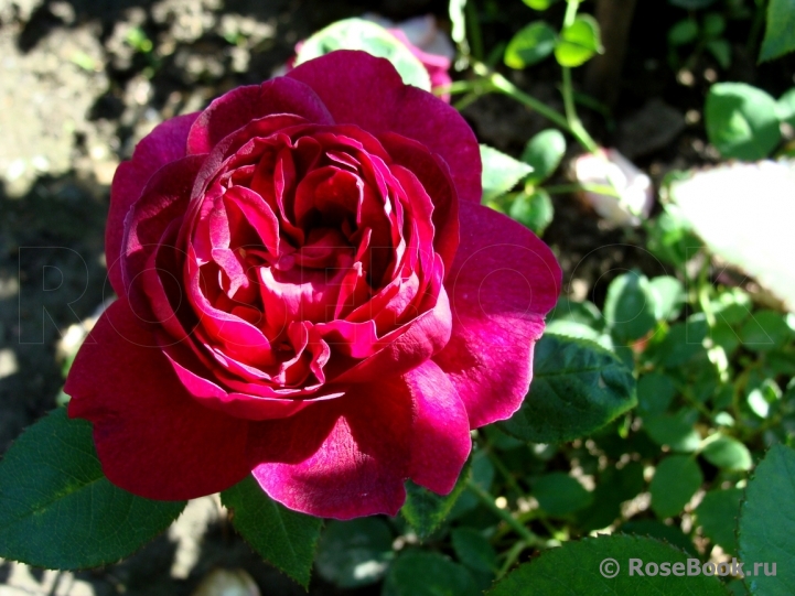 Rose de Rescht