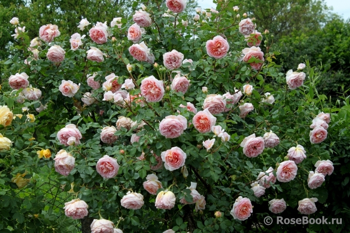 Abraham Darby