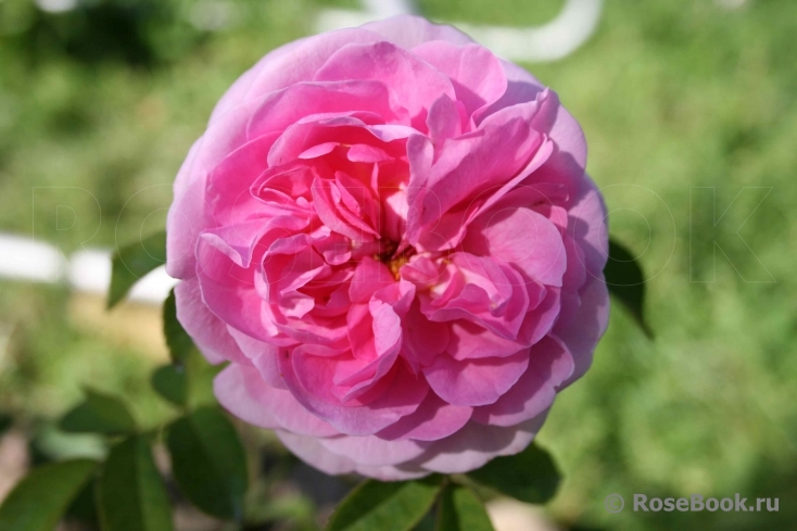 Gertrude Jekyll