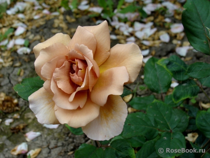 Julia's Rose