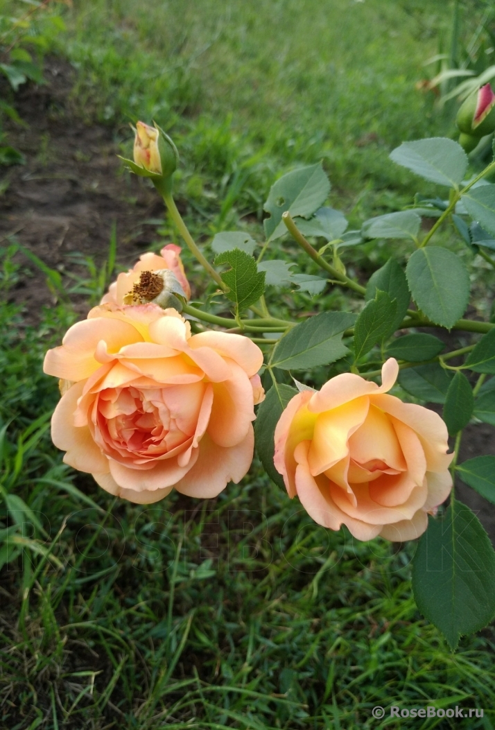 Lady of Shalott 