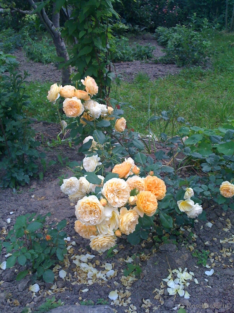 Crown Princess Margareta®