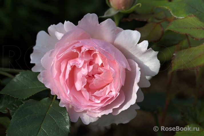 The Wedgwood Rose