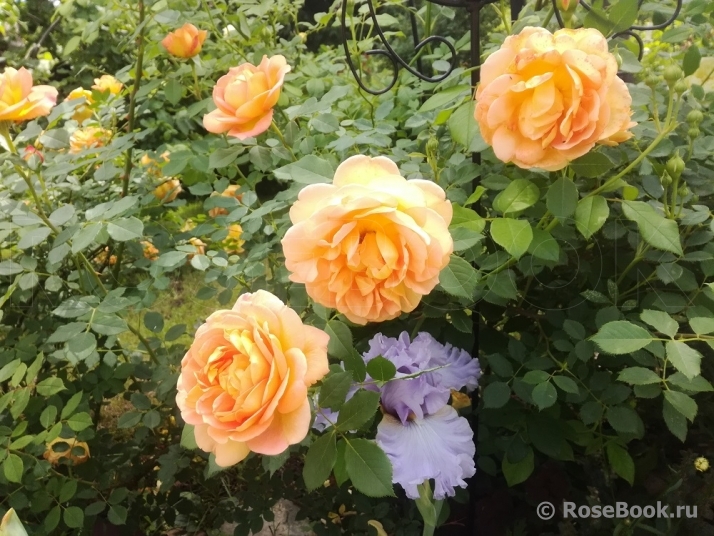 Lady of Shalott 