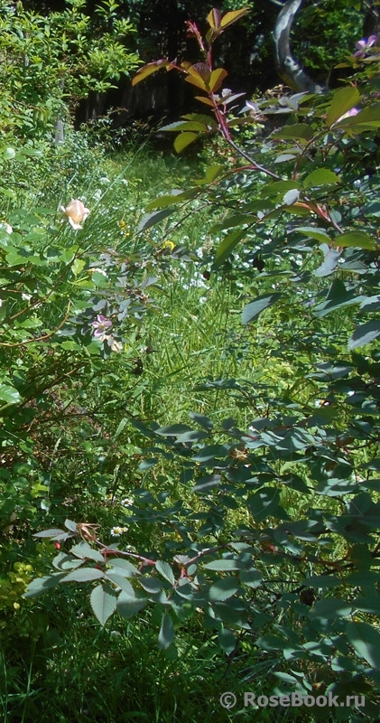 Rosa glauca 