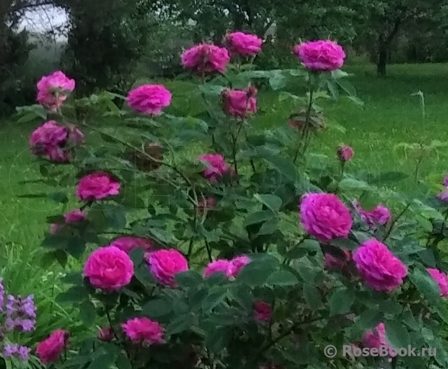 Reine des Violettes