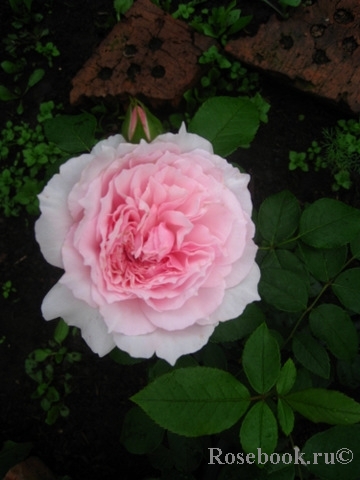 The Wedgwood Rose