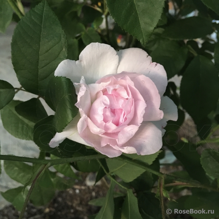 Duchesse d'Angouleme