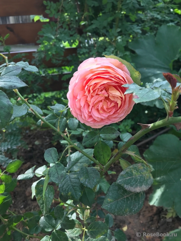 Abraham Darby