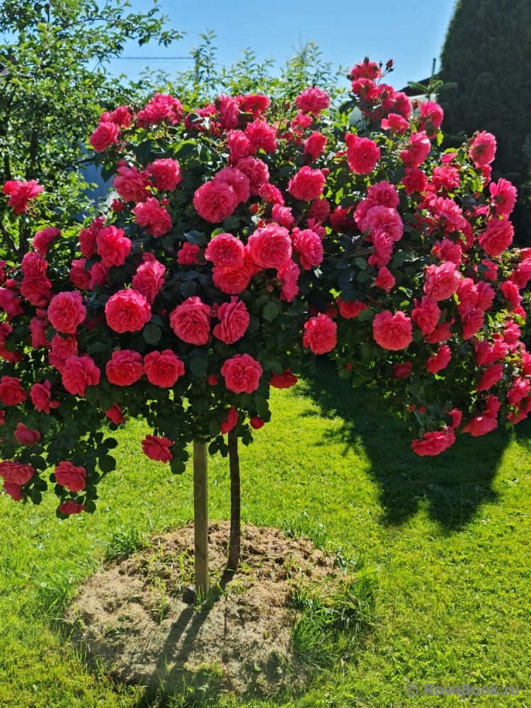 Rosarium Uetersen