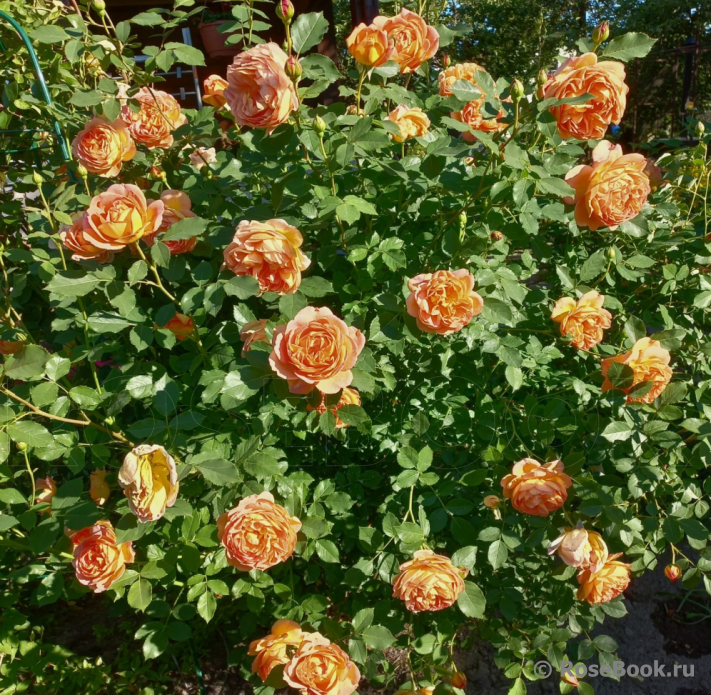 Lady of Shalott 