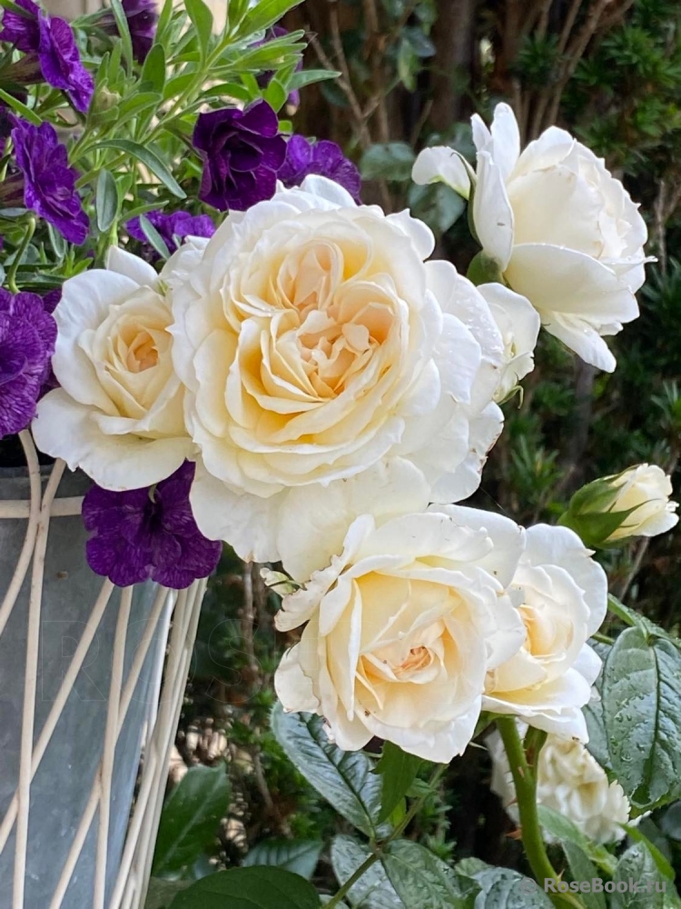 Mon Jardin et Ma Maison