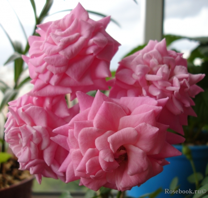 Magenta Diadem