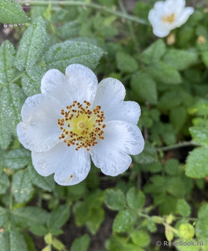 Rosa arvensis