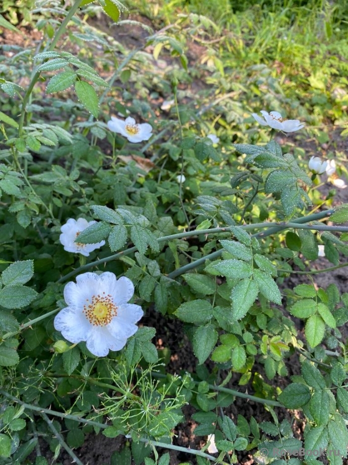 Rosa arvensis