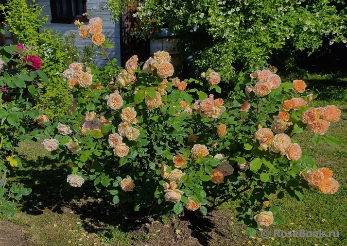 Crown Princess Margareta®