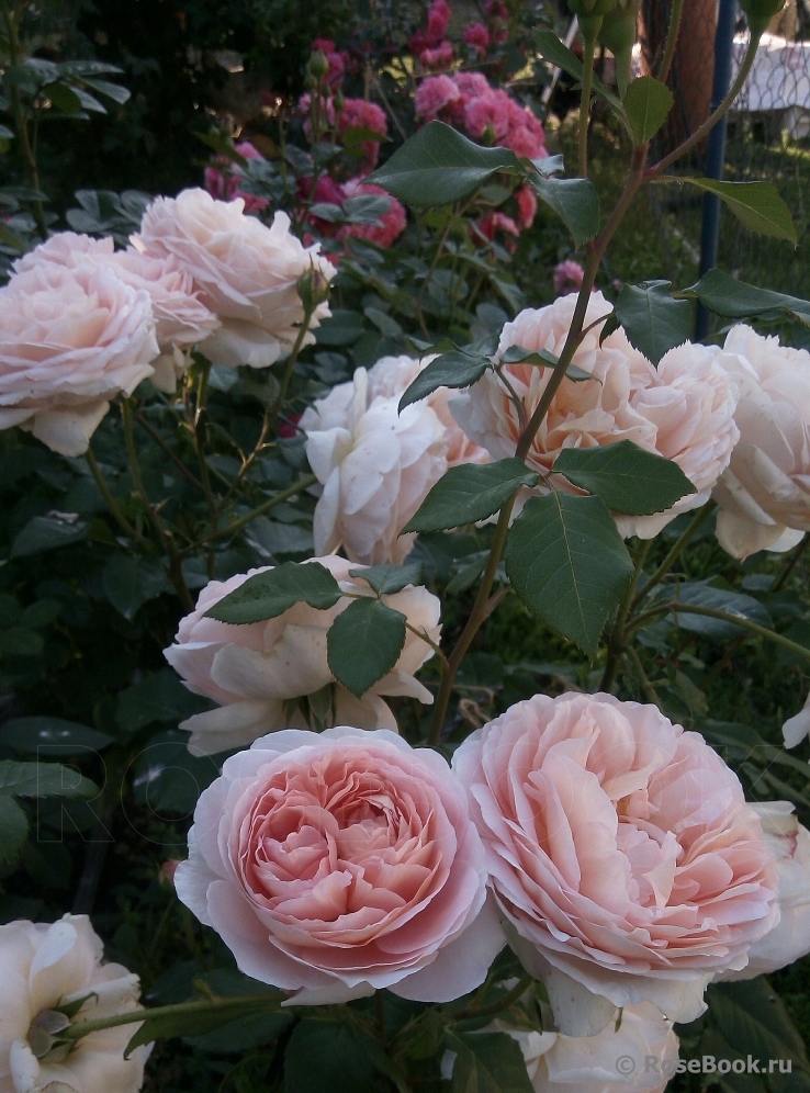 Abraham Darby