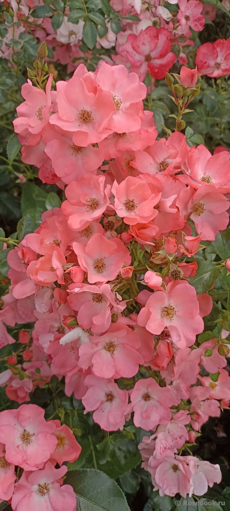 Pink  Blanket