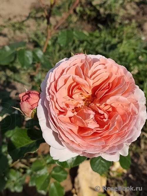 Abraham Darby