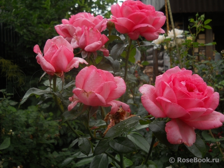 La Rose de Molinard ®