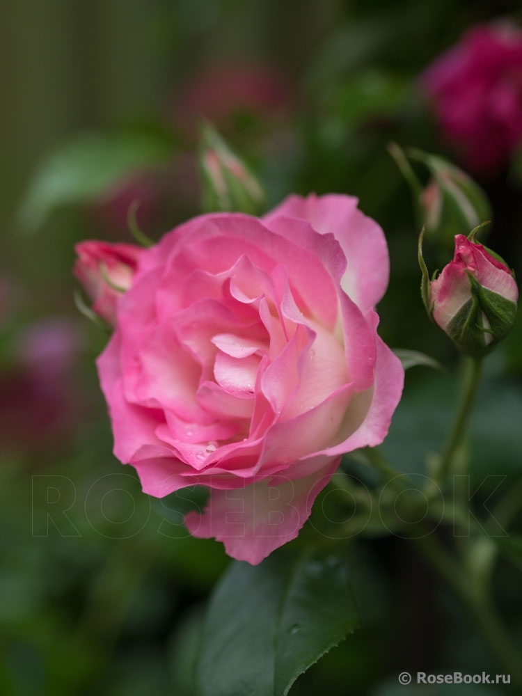 Bordure Rose 