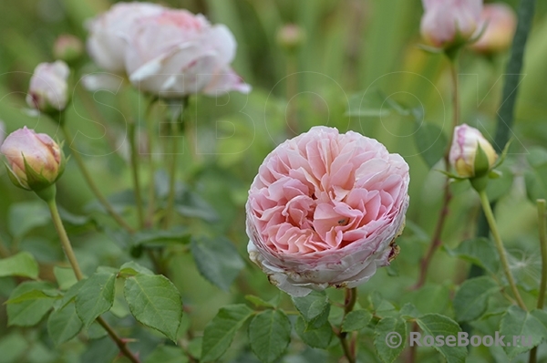 Abraham Darby