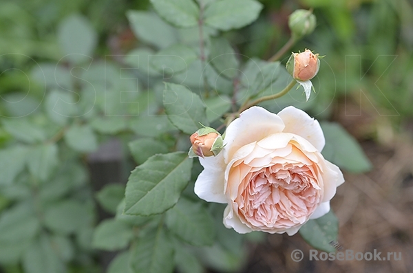 Crown Princess Margareta®