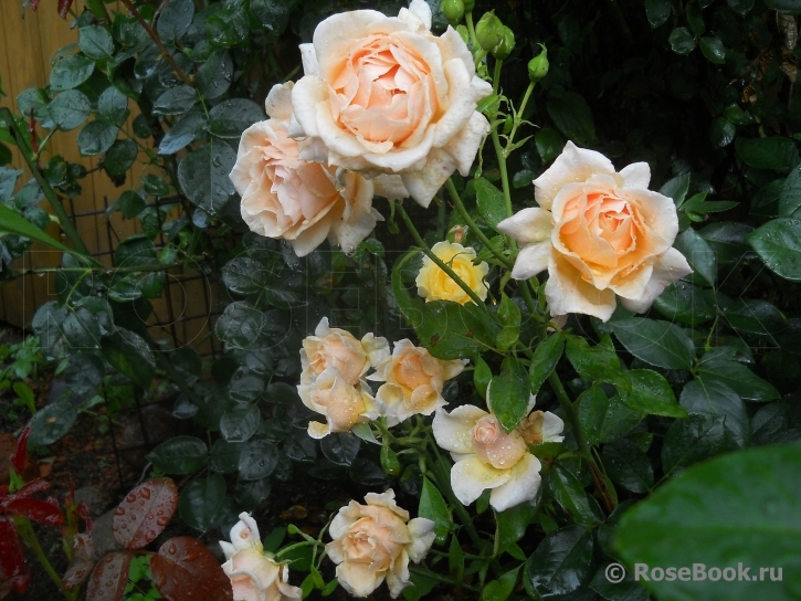 Caron Keating Rose 