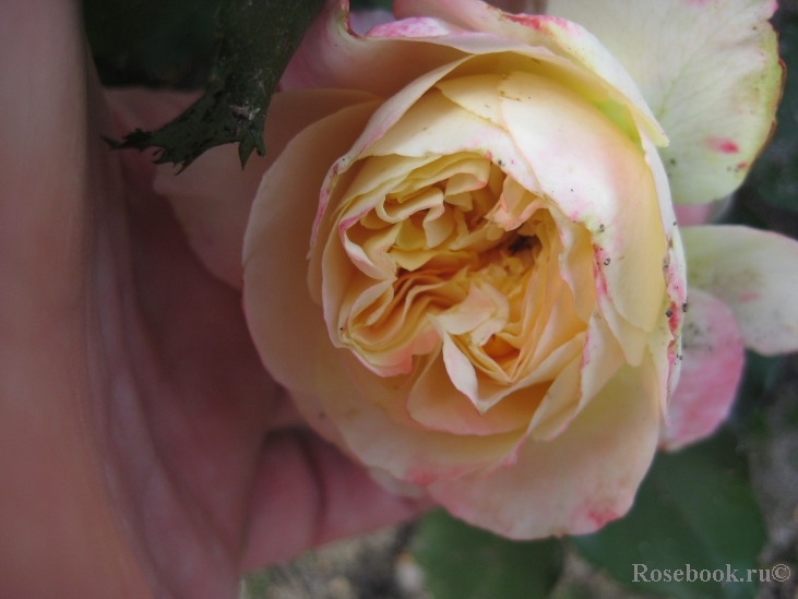 Jardins a Fleur D`eau