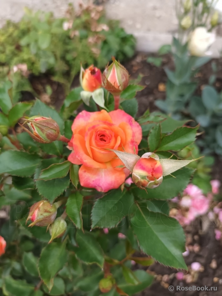 Orange Babyflor 