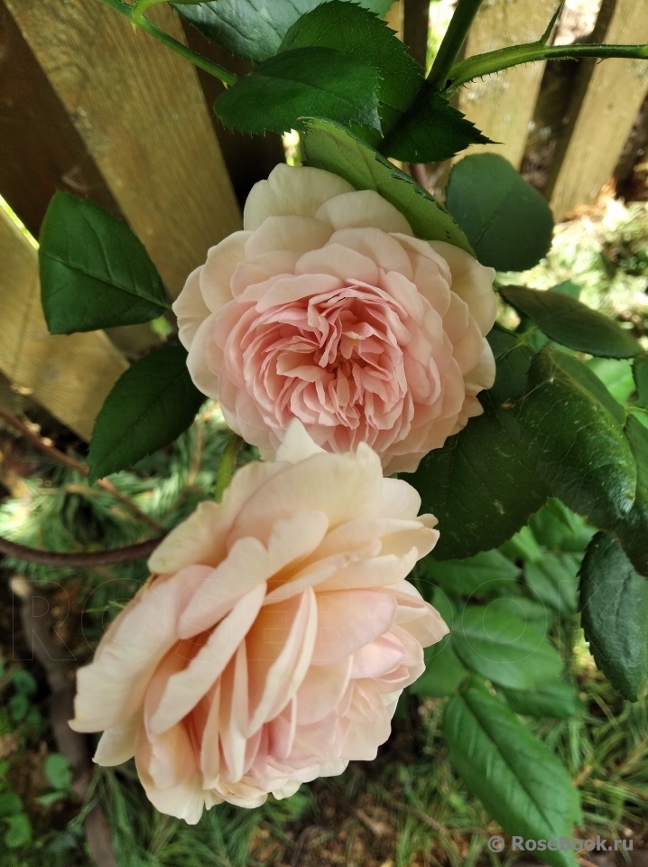 A Shropshire Lad