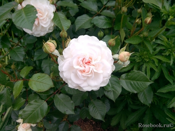 Great North Eastern Rose 